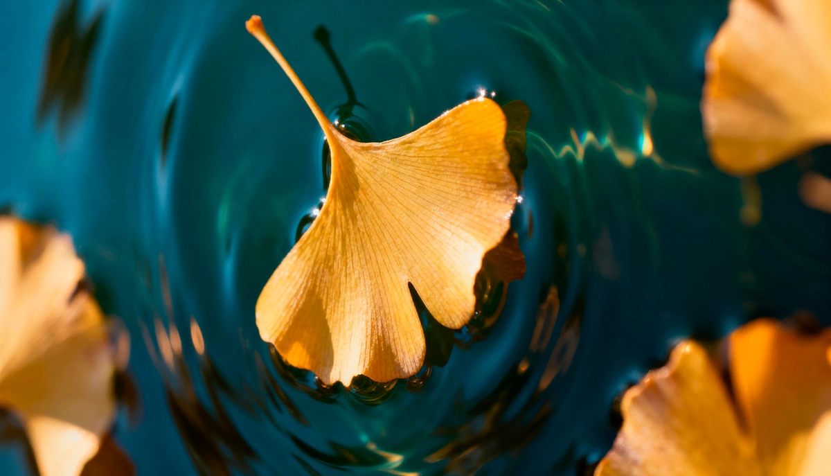 Centre Ginkgo Biloba, accueil